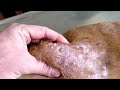 !!WARNING!!MAGGOTS FROM A DOGS SKIN
