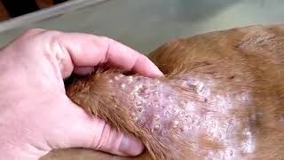 !!WARNING!!MAGGOTS FROM A DOGS SKIN