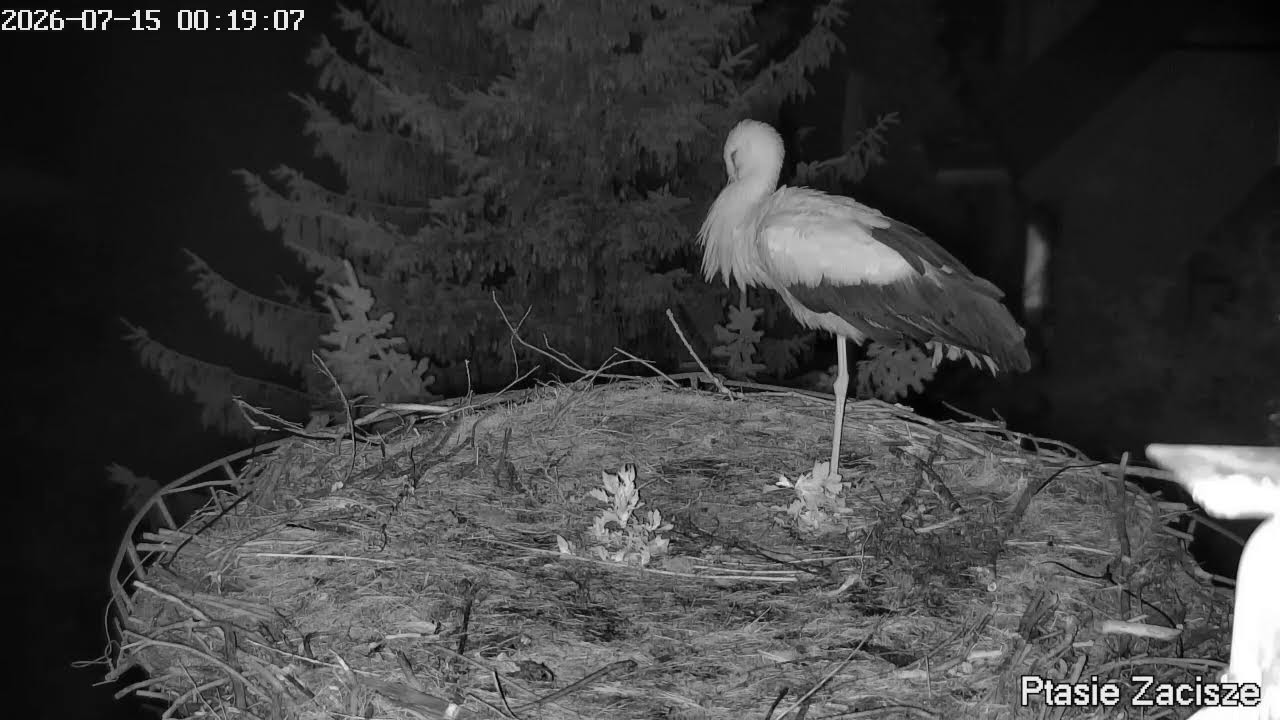 Live webcam view of Nido de las Cigüeñas Osti y Lenka