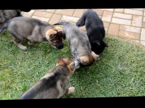 H   z Medvedej doliny