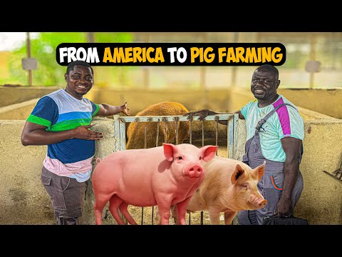 He Left the US to Become a PIG FARMER in Ghana? #pigfarming  #pig #pigfarm