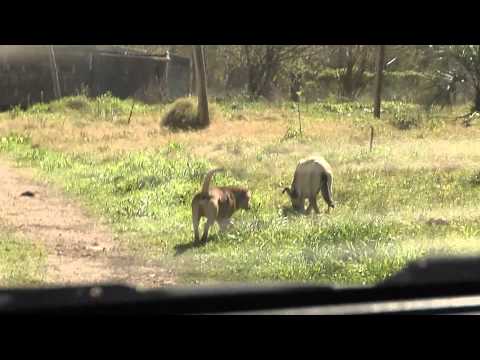 Protectoras de animales sacan perros de la Colonia Etchepare