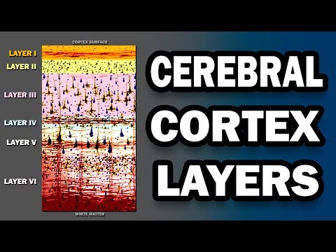 Cerebral Cortex Layers