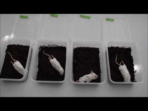 The beetle discovering their new nurseries