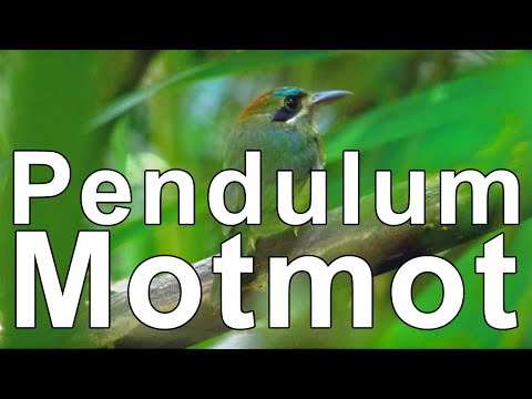 Tody Motmot doing the pendulum clock