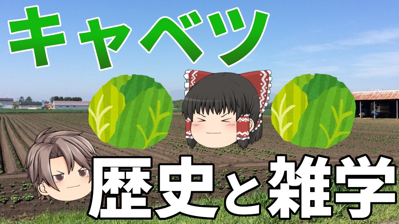 【ゆっくり解説】キャベツの歴史と雑学！いつから食べられてる？何でこんな形をしてるの？