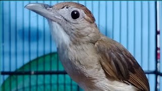 Download lagu Kapas tembak gacor ‼️ Masteran ngebren nyiul-Pancingan bahan biar cepat bunyi  mp3