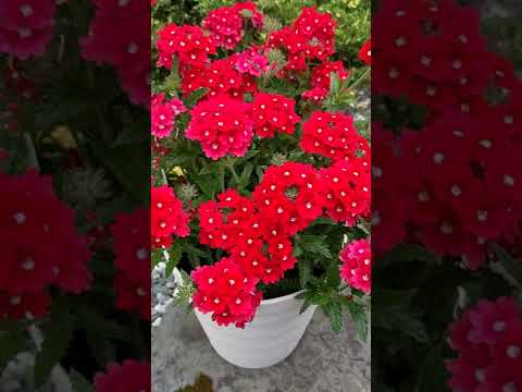 本物のバーベナ 植物