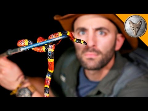 Night of the Deadly Creatures