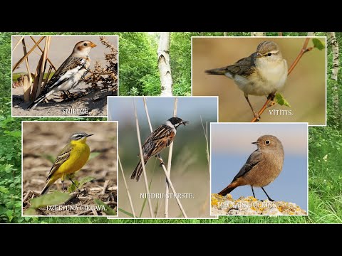 BIRDS.  PUTNI : Sniedze. Dzeltenā cielava. Niedru stērte. Melnais erickiņš. Vītītis.