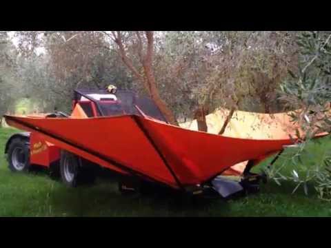 Olive Harvesting with a Tree Shaker - Jared Gulian