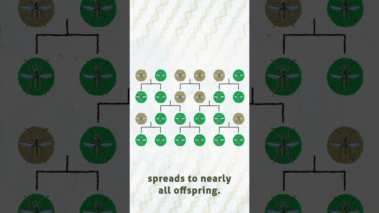 How does gene drive work?