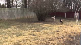 Adoptable Edgar Winter loves to play!