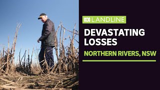 Flood 'hangover' still hurting farmers, months after waters recede | ABC News