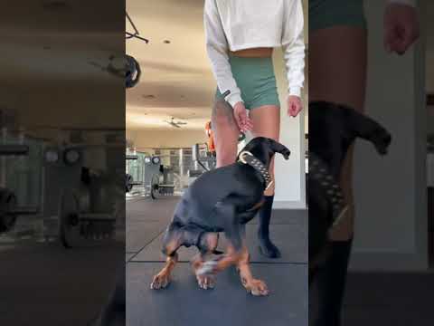 Woman is training her 14-week-old Doberman puppy following the STSK9 method!
