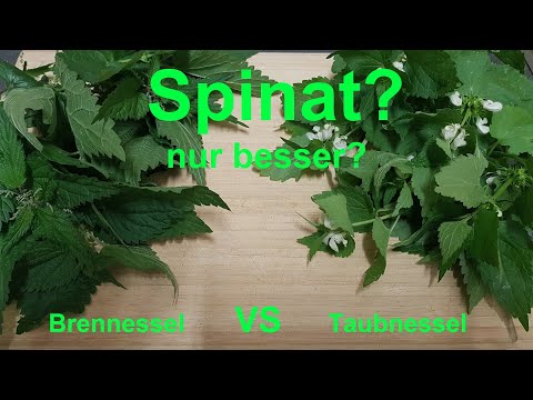 Besser als Spinat? Alternative zum Spinat, kostenlos! Vegan. Brennessel Taubnessel Spinat für Kinder
