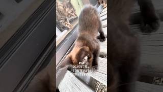 【猫動画】保護した仔猫と先住猫日常🐈‍⬛かわいいし癒し #保護猫 #子猫 #ねこのいる生活