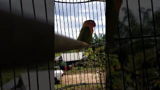 Download lagu lovebird ngeriwik.. mp3