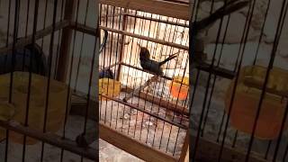 Download lagu PRENJAK GACOR SUARA VARIASI #prenjak #prenjakkepalamerah #prenjakgacor mp3