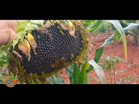 Mostrando um pouquinho do Recanto do Geraldo Melo. Bom Jesus do Galho-MG. 