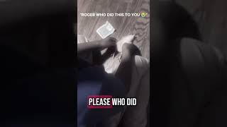 "Roger who did dis to you" 😭🐥🐣 #roger #rodger # chick #fyp #fypシ゚viral #viralvideo