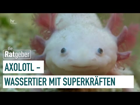 Axolotl – Freundlicher Aquarienbewohner mit Superkräften | Ratgeber