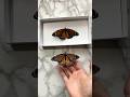 This one is for the haters🖤 #monarch #monarchbutterfly #butterflies #paperart