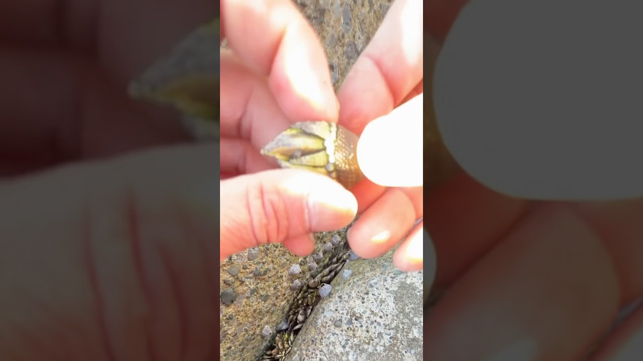 カメノテを餌に海で釣りしてみた　釣り初心者でも簡単