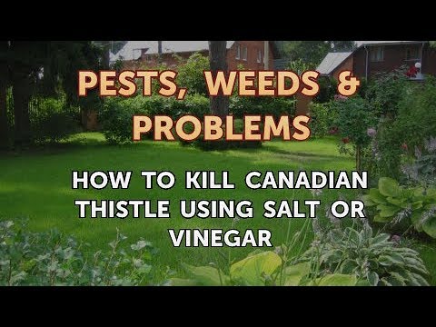 download lagu mp3 mp4 How To Get Rid Of Thistles With Salt, download lagu How To Get Rid Of Thistles With Salt gratis, unduh video klip How To Get Rid Of Thistles With Salt
