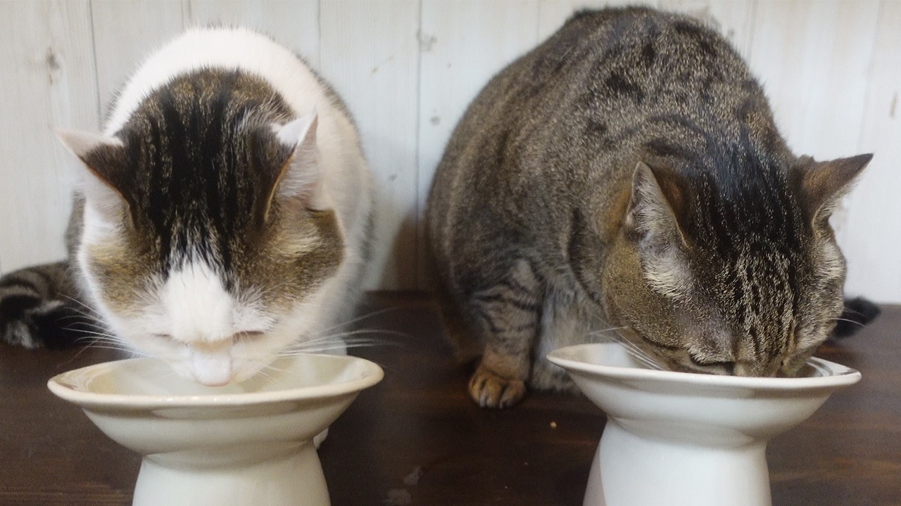 はなみりの食器を高さのあるものに替えました！-Hana&Miri's new plates with legs!-