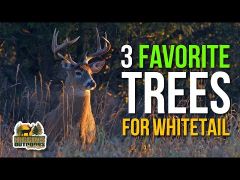 Chasing Giants with Don Higgins - 3 Favorite Trees for whitetail habitat