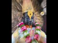 Dharila Pandharicha Chor Shortvideo Youtubeshorts Mainaghumare
