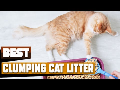 Best Clumping Cat Litter In 2021 - Top 10 Clumping Cat Litters Review
