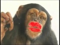 Monkey's kiss