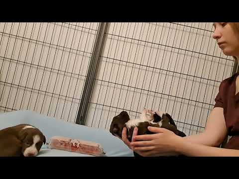 ENS & ESI (14/14) - Spitfire (Tsemppi x Maui)