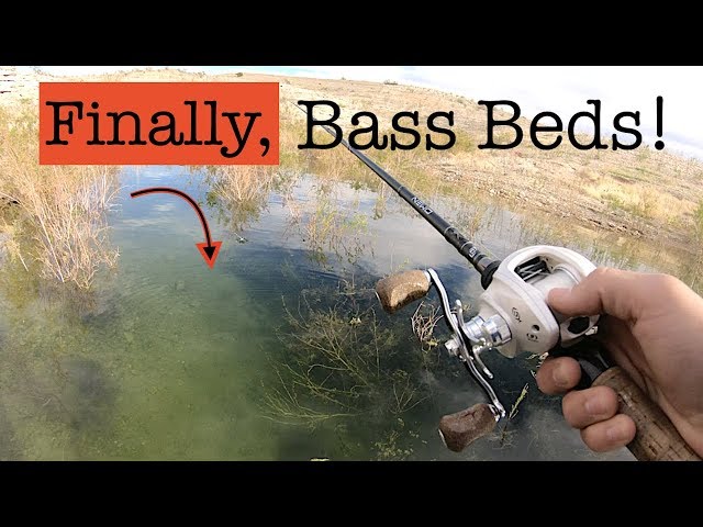 Fishing Bass Beds - Preparing for the Best Bass Season - Sight Fishing