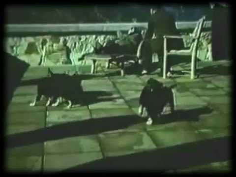 Die Hunde vom Berghof