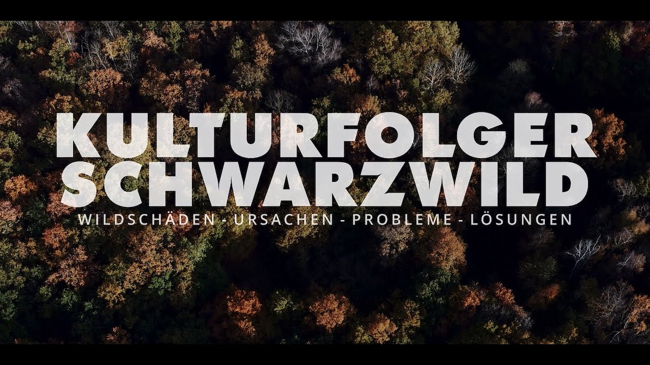 Kulturfolger Schwarzwild - Wildschäden - Ursachen-Probleme-Lösungen