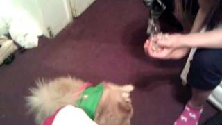 Bang bang..and the dog dies silently