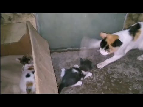Mother Cat Rejected Her Own Kittens And Ran Away