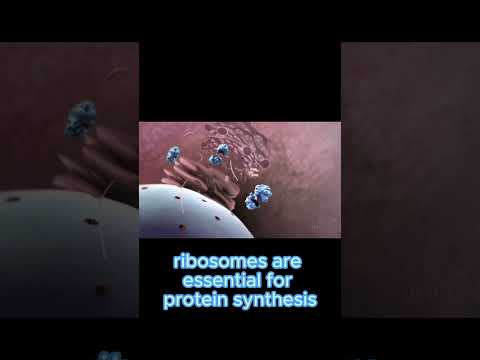 What is the nucleolus? #shorts #nucleolus