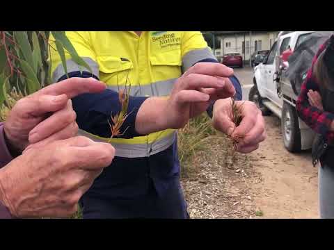 Kangaroo Grass Collection Part A