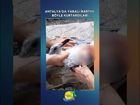 Antalya'da yaralı martıyı böyle kurtardılar!