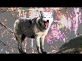 Big Country Eiledon With Lyrics