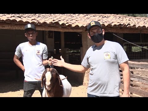 Genética aprimora caprinos da raça Boer criados no Rebanho Canela em Oeiras 17 07 2021