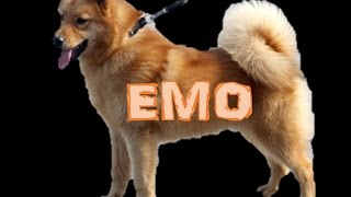 Minun oman perheeni tarinat, #1 (Serkkuni UUSI Koira Emo) [720pHD]