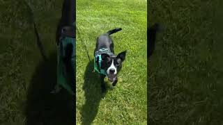 Video preview image #1 Border Collie-Unknown Mix Puppy For Sale in Spotsylvania, VA, USA
