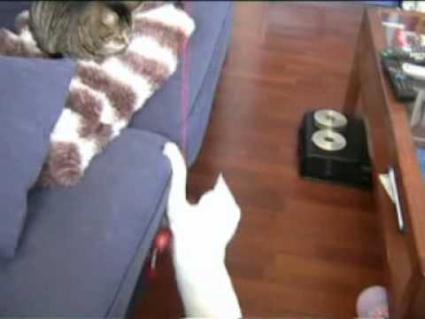 Antonio and Maria Teresa