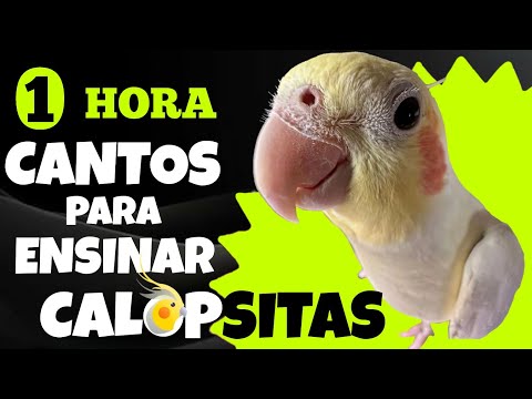 1 HORA de Cantos para Ensinar CALOPSITAS | Treinamento de CANTO Eficaz e Relaxante 🐦🎶