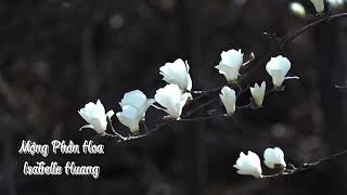 (Phù Dao OST | Mộng Phồn Hoa) 黃齡 Isabelle Huang《繁華夢 Flourished Dream》